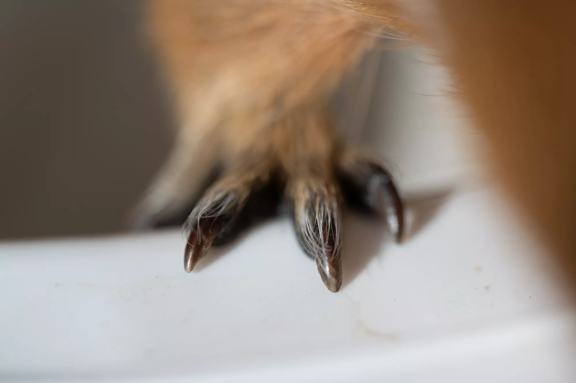 fuß vom meerschweinchen mit kralle